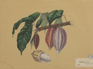 Wat verborgen plantenschatten over onze geschiedenis vertellen