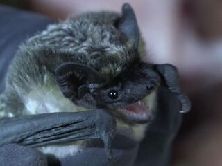 Invasie van de tweekleurige vleermuis