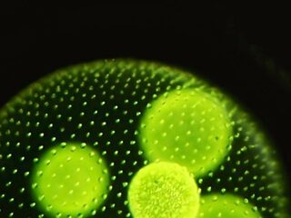 Algen kweken voor brandstof