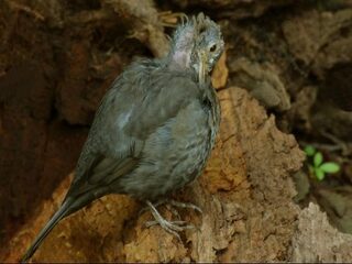 Dodelijk virus treft merels en laplanduilen in Nederland