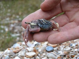 Stikstof veroorzaakt kalkgebrek bij jonge vogeltjes