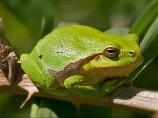 Glimmende boomkikkers