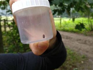 Kevertje redt koeien en paarden