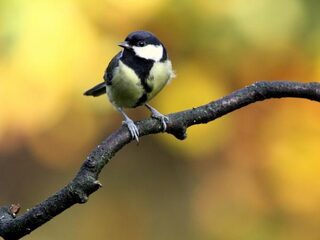 Vogels tellen met de Nationale Tuinvogeltelling