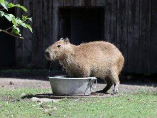 Waar komt de hype rondom de capibara opeens vandaan? En wat zijn het voor beestjes?