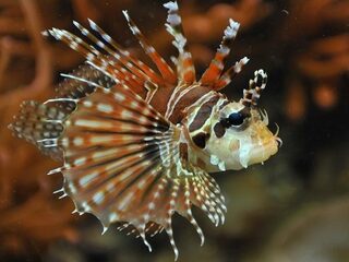 Steeds meer koraalduivels in Middellandse zee