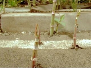 Amersfoort wil niet wijken voor allesvernietigende plant