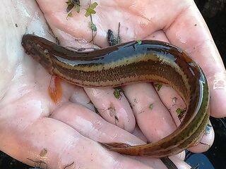 Tienduizenden modderkruipers gooien roet in natuurproject van Rijkswaterstaat