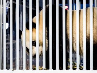 Zijn de reuzenpanda's ook blij met ons?