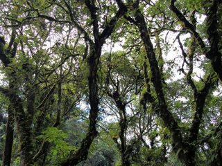 Op zoek naar Duitse schatten in de jungle van Tanzania