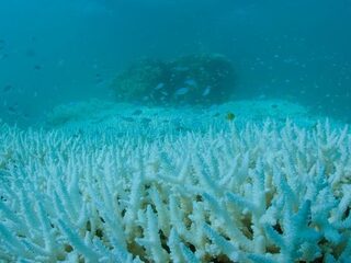 Great Barrier Reef verbleekt nog sneller