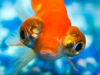 Dit gebeurt er als je goudvissen in het wild loslaat