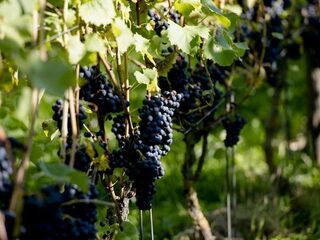 Nederlandse wijn verkoopt slecht ondanks topkwaliteit