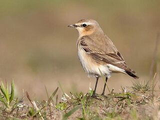 Konijnen en schapen moeten de tapuit redden