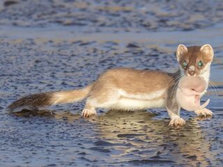 ‘Onmogelijke’ waarneming winters hermelijnjong