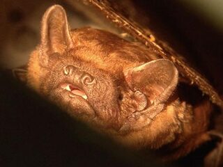 Vleermuiskast in de tuin