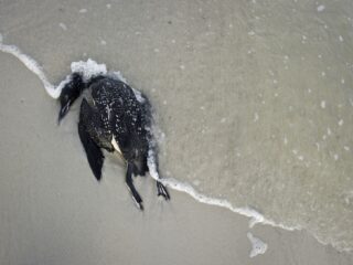 Wat gebeurt er met een vogel wanneer die een natuurlijke dood is gestorven?