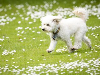 Hoe beperkend is het om hondenbezitter te zijn?