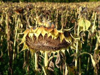 Wat wil jij weten over de gevolgen van aanhoudende droogte?