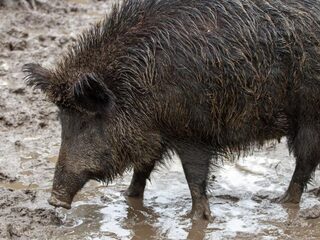 Opnieuw enorm veel beukennootjes, hoe komt dat?