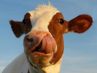 EU eist hardere maatregelen tegen mestoverschot