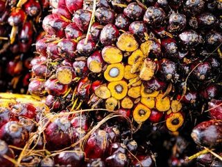Hoe duurzaam is duurzame palmolie?