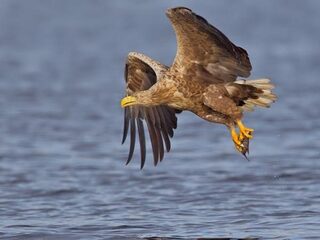 Tien jaar broedende zeearenden