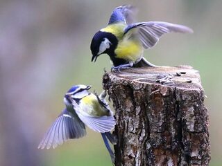 Beroerd broedseizoen kool- en pimpelmees