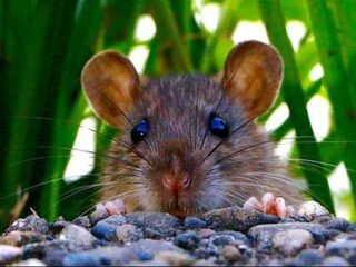 De rat rukt op in Nederland, en daarmee de ziekte van Weil