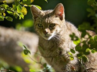 Wilde kat verdringt huiskat