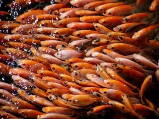 Hoe vis eten duurzamer kan