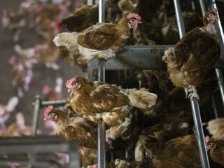Dode vogels gevonden verspreid over het land