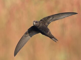 Gierzwaluw doet alles in de lucht: eten, seksen en slapen