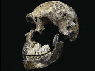 Homo naledi zet idee menselijke evolutie op z’n kop