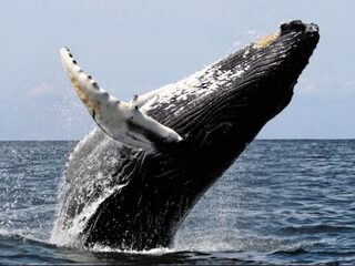 Vooral walvissen, dolfijnen en haaien sterven door toedoen van de mens