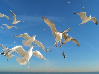 Onderzoek naar meeuwenoverlast mag