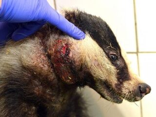 Meer dan 11.000 handtekeningen tegen wildlife crime