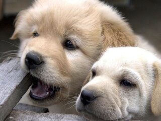 70.000 handtekeningen tegen foute puppyhandel