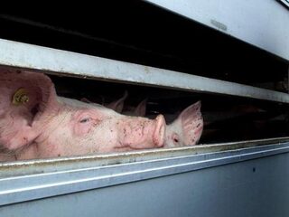 'Hitteprotocol veetransport moet worden aangepast'