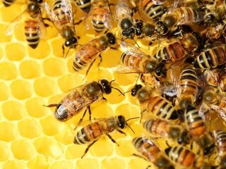 Te veel macht voor honingbij
