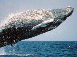 Het gaat goed met de bultrug