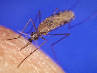 Wetenschappers gaan malaria te lijf met zweetlucht