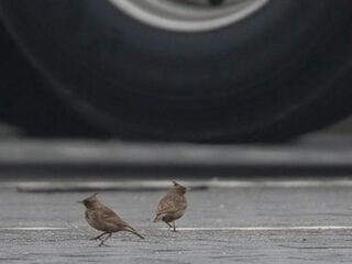 De stadsvogel heeft het moeilijk