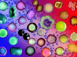 Waarom bacteriën goed noch slecht zijn