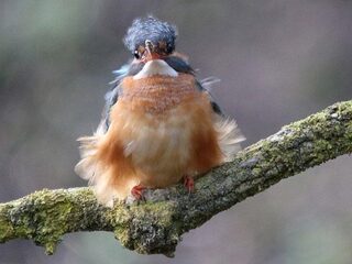 Hoe overleven vogels de storm?