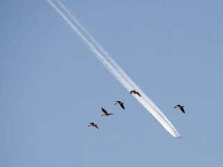 Luchtvaartsector gaat CO2-uitstoot compenseren