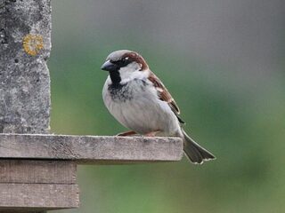 Huismus opnieuw op nummer 1