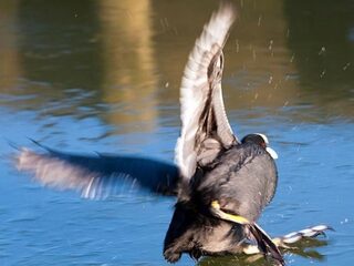 10x glibberen op het ijs