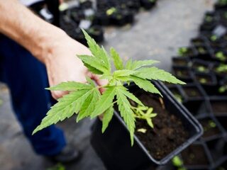 Kamermeerderheid voor gereguleerde wietteelt