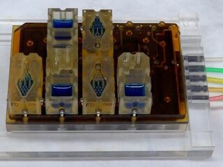 Primeur: vrouwelijk voortplantingssysteem nagebouwd